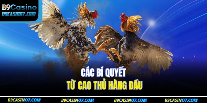 Kinh Nghiệm Tham Gia Đá Gà Mạng B9casino Thắng Lớn 4 Các bí quyết từ cao thủ hàng đầu