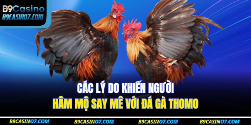 Các lý do khiến người hâm mộ say mê với đá gà Thomo