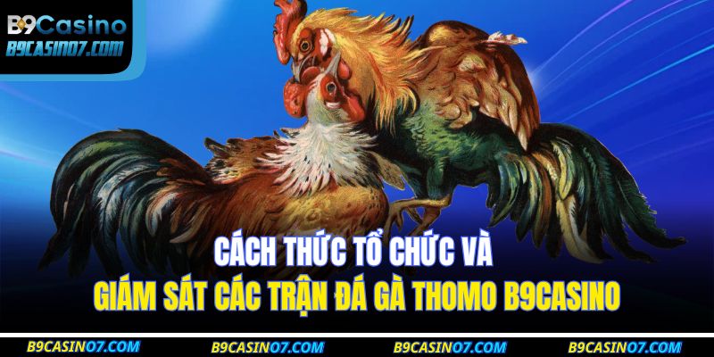 Cách thức tổ chức và giám sát các trận đá gà thomo B9CASINO