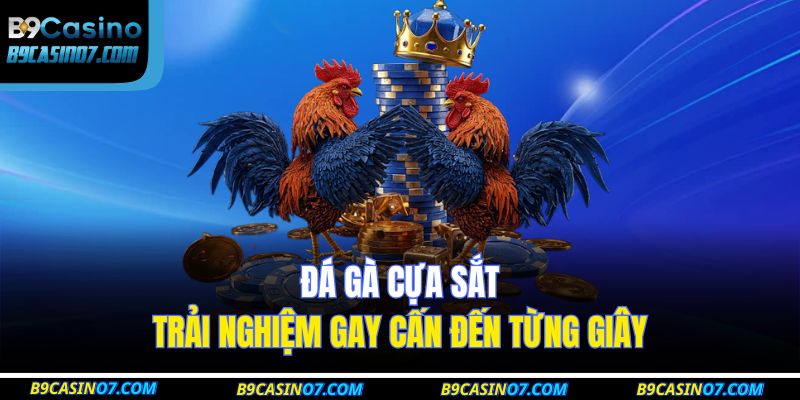 đá gà cựa sắt