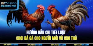 Hướng Dẫn Chi Tiết Luật Chơi Đá Gà Cho Người Mới Và Cao Thủ 16 luật chơi đá gà