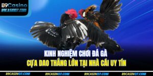 Kinh Nghiệm Chơi Đá Gà Cựa Dao Thắng Lớn Tại Nhà Cái Uy Tín 18 đá gà cựa dao