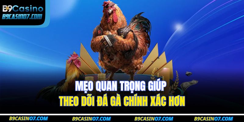 Mẹo quan trọng giúp theo dõi đá gà chính xác hơn