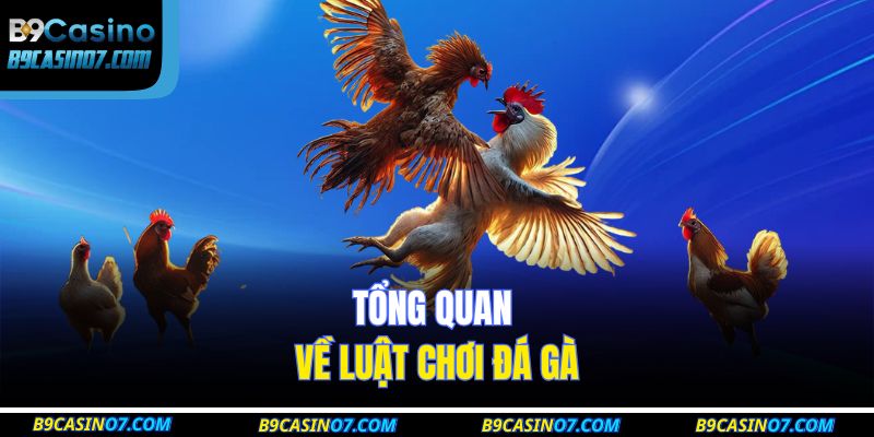 Tổng quan về luật chơi đá gà
